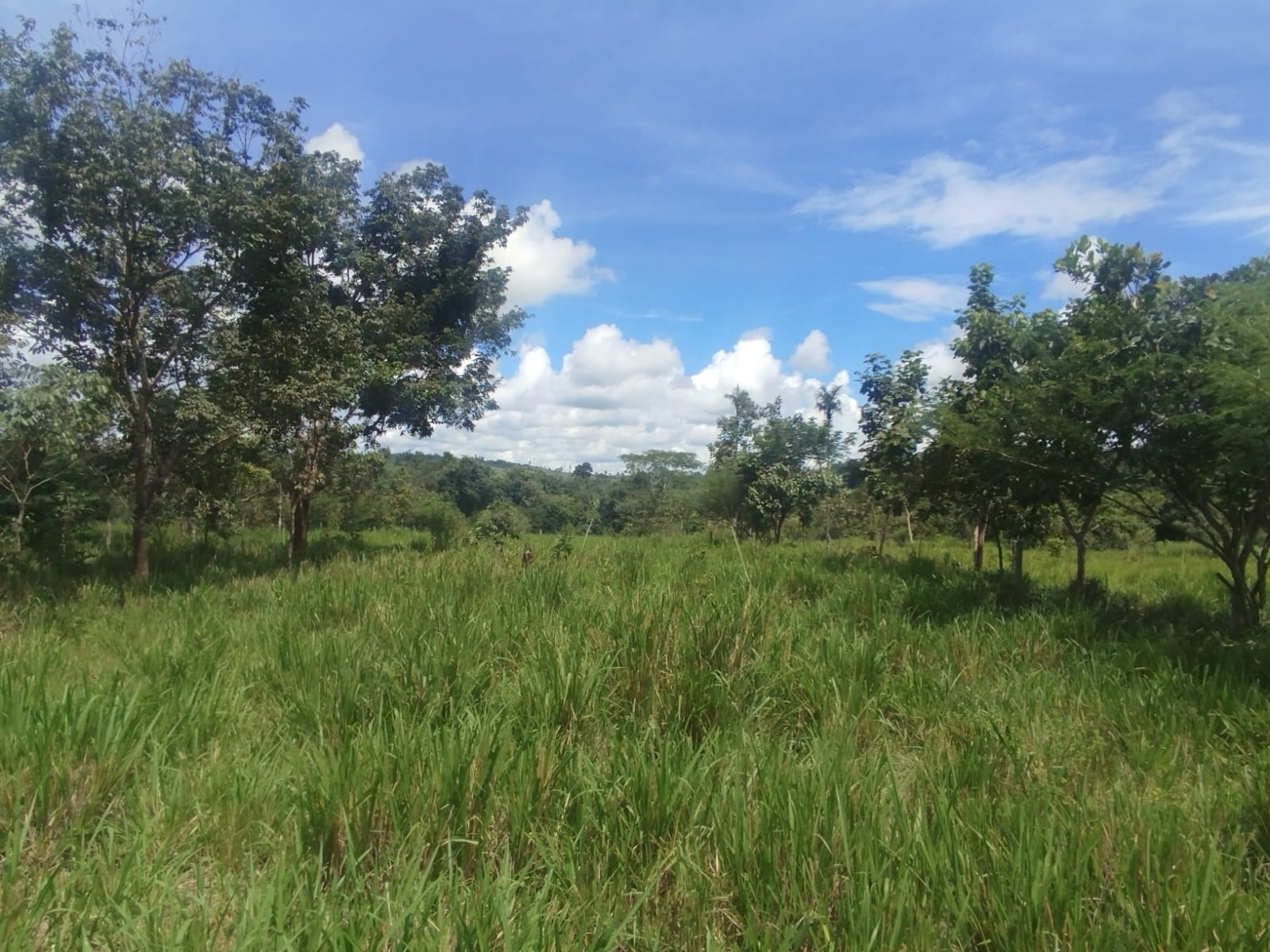 Avaliação da qualidade da pastagem e potencial de mitigação de GEF em sistemas silvipastoris